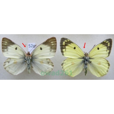 Colias alfacariensis Ribbe, 1905 pair Szlaczkoń południowiec Czech52g
